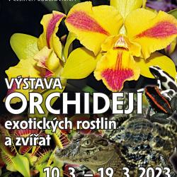 Do Jihočeského muzea se po roce opět vrací orchideje.