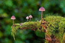 Ilustrační foto (zdroj obrázku www.pixabay.com)