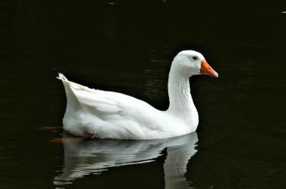 Kam se v Muzeu Jindřichohradecka zatoulaly husy? Foto www.pixabay.com